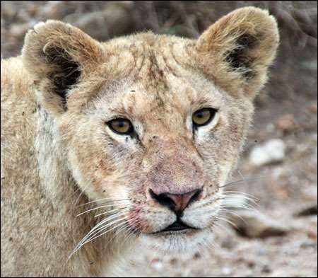 Serengeti
