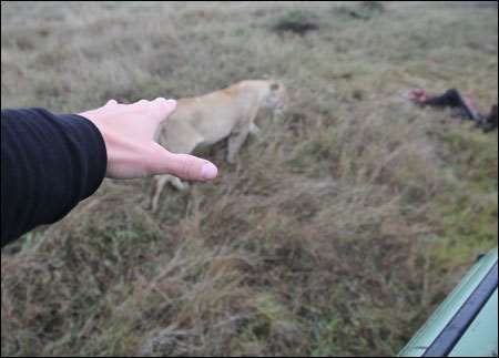 Serengeti
