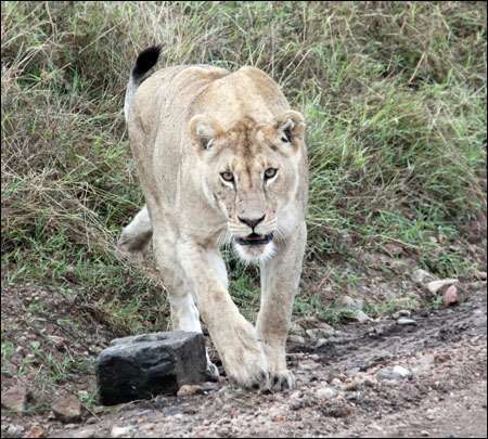 Serengeti