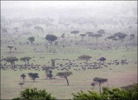 Serengeti