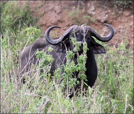Serengeti
