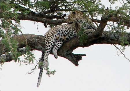 Serengeti