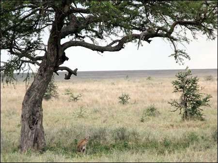 Serengeti