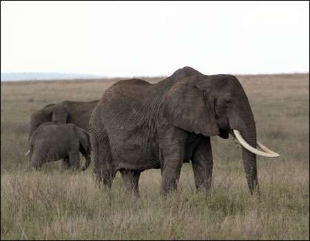 Serengeti