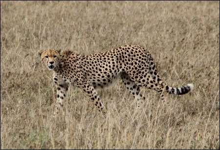 Serengeti