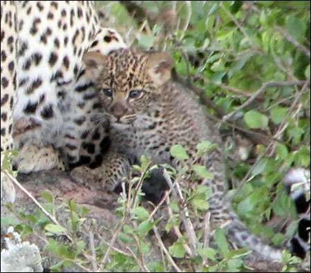 Serengeti