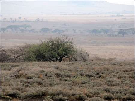 Serengeti