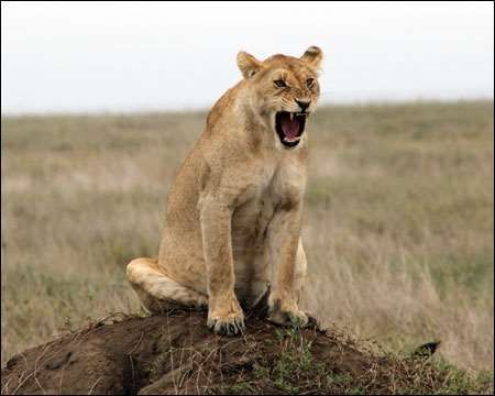 Serengeti