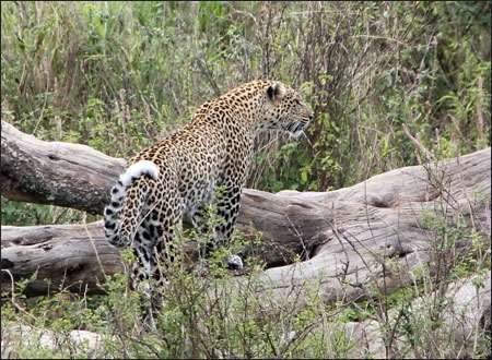Serengeti
