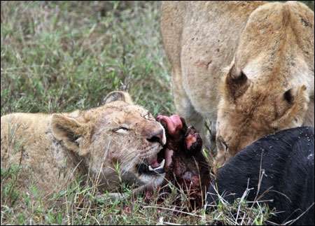 Serengeti