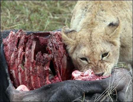Serengeti